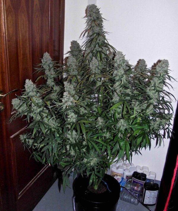 Quick Flowering THC Feminised Seeds
