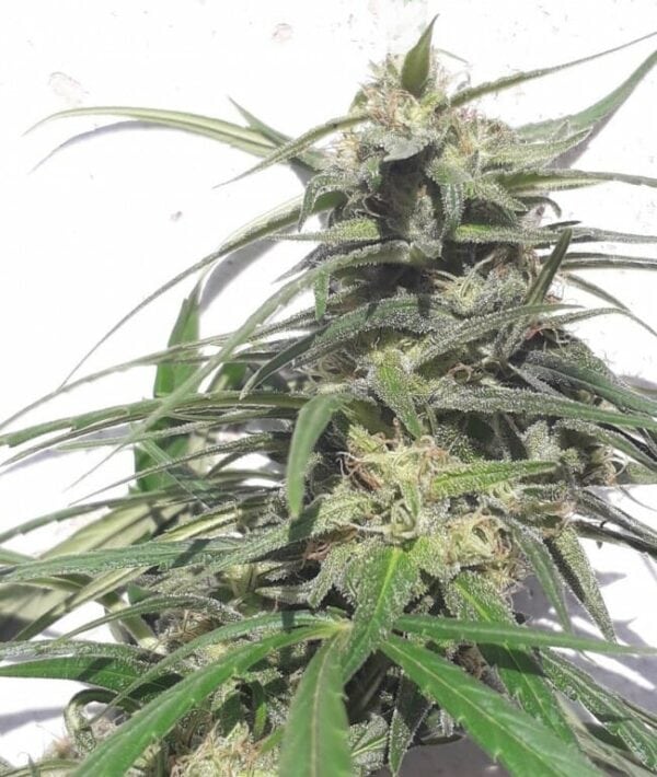 Thai A5 Haze Regular Cannabis Seeds by Ace Seeds