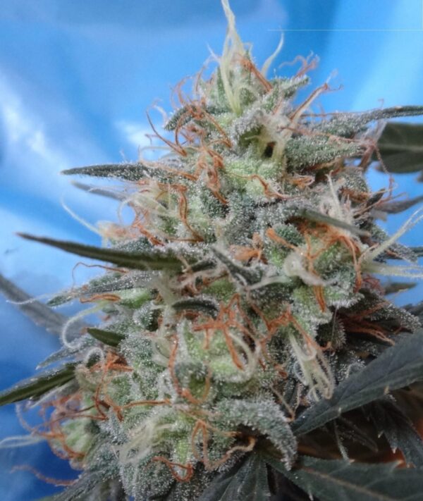 Congo x Kali China Feminised Seeds - Image 2