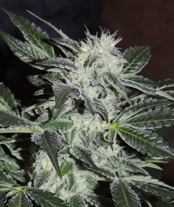 Sour Power OG Regular Seeds - 12 - Image 2