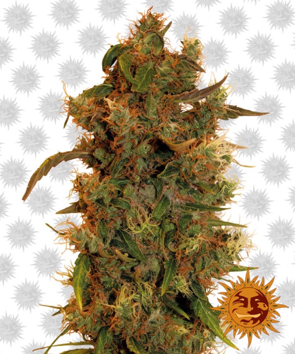 8 Ball Kush Feminised Cannabis Seeds by Barney's Farm Seeds