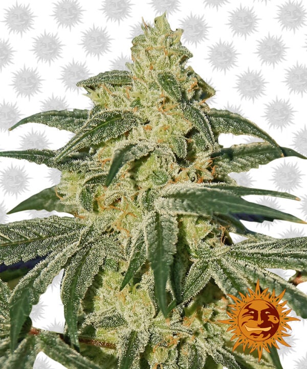 Afghan Hash Plant Regular Cannabis Seeds by Barney's Farm Seeds