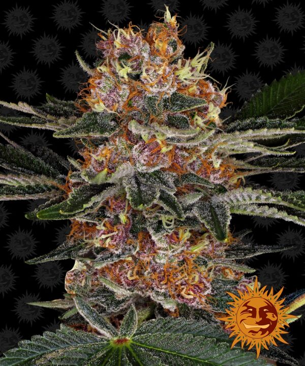 Purple Punch Feminised Cannabis Seeds by Barney's Farm Seeds