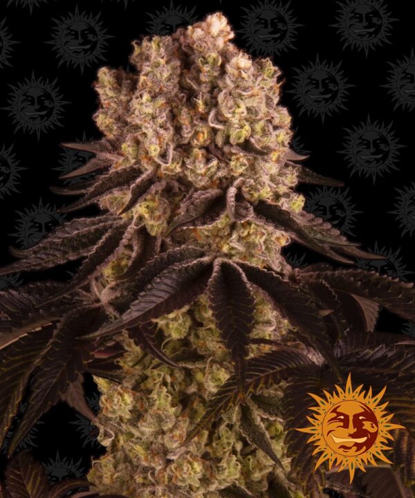 Purple Punch Feminised Cannabis Seeds by Barney's Farm Seeds