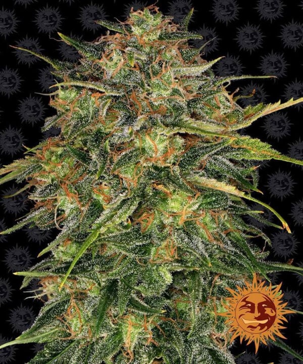 Cheese Feminised Cannabis Seeds by Barney's Farm Seeds