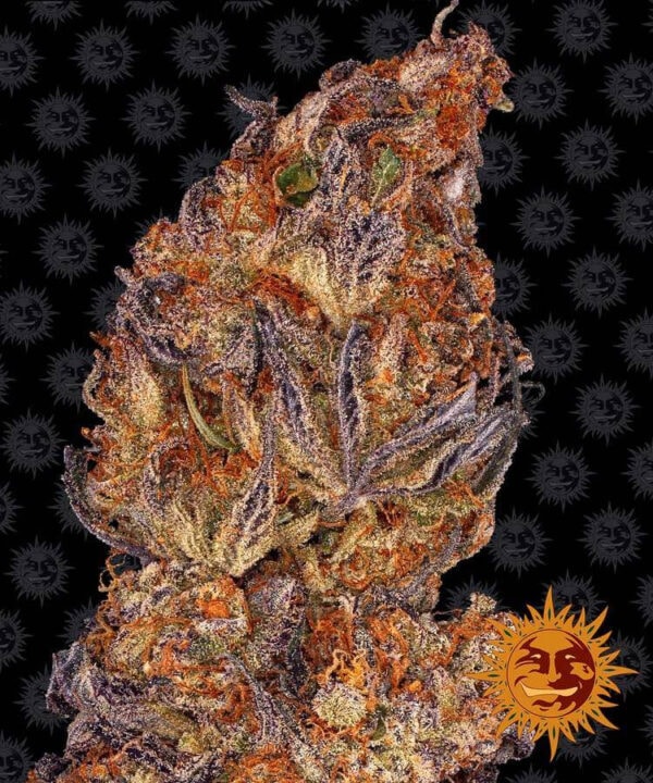 Runtz Auto Feminised Cannabis Seeds by Barney's Farm Seeds