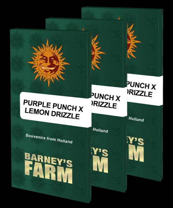 Purple Punch x Lemon Drizzle Feminised Cannabis Seeds by Barney's Farm