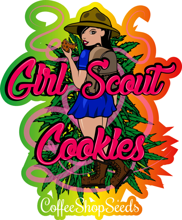Girl Scout Cookies feminised cannabis seeds