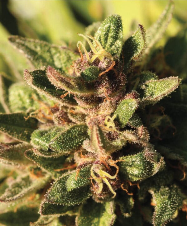 Pineapple Muffin Regular Cannabis Seeds by Humboldt Seed Co.