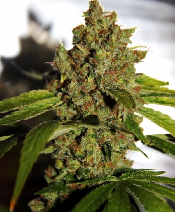 PH CBD Regular Seeds - 5 - Image 2