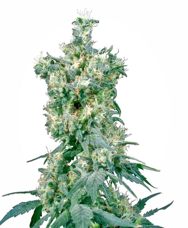 American Dream Regular Cannabis Seeds by Sensi Seeds