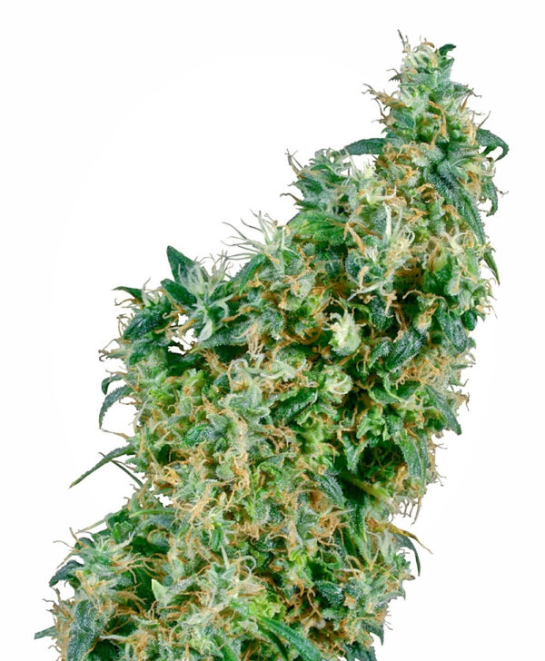 First Lady Regular Cannabis Seeds by Sensi Seeds
