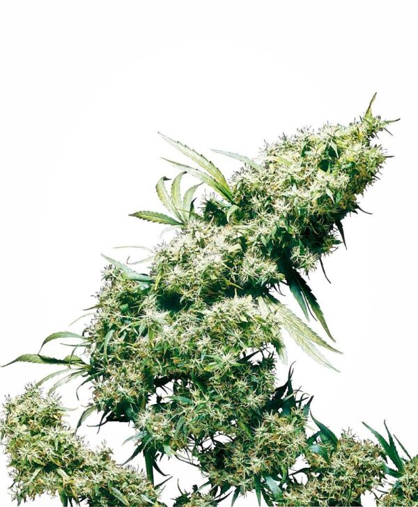 Jamaican Pearl Feminised Seeds - Image 2