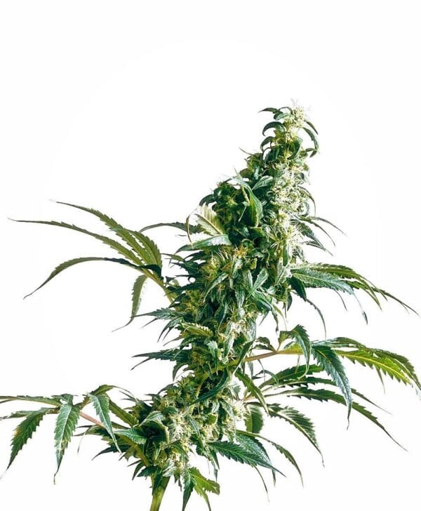 Mexican Sativa Feminised Seeds - Image 2