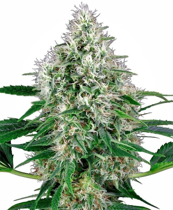 Pure Power Plant Auto Feminised Seeds - Image 2
