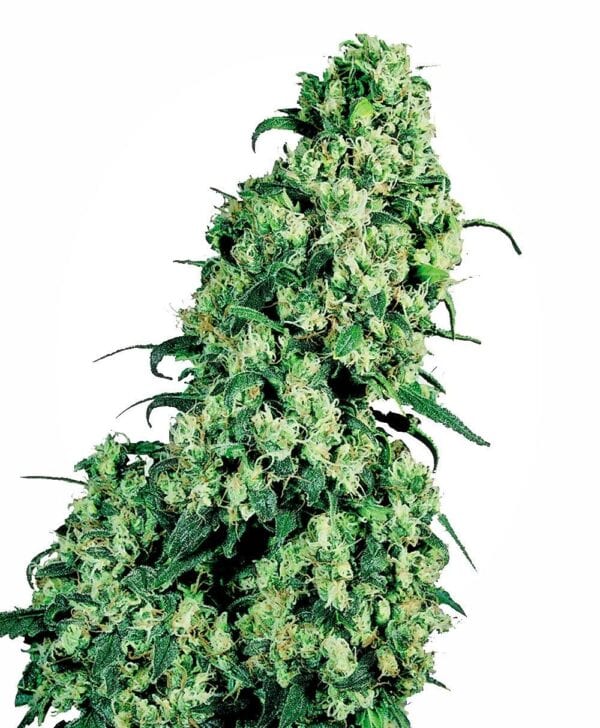 Skunk #1 Feminised Weed Seeds by Sensi Seeds