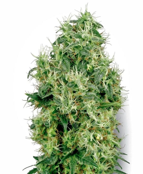 White Gold Feminised Seeds - Image 2