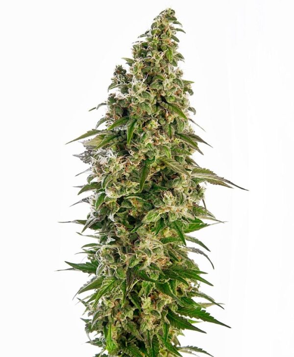 Afghani #1 Auto Feminised Cannabis Seeds by Sensi Seeds