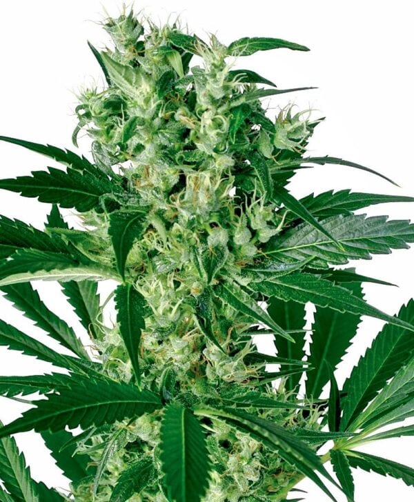 X - Haze Feminised Seeds - Image 2