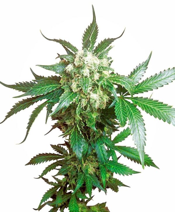 Black Domina Feminised Seeds - Image 2