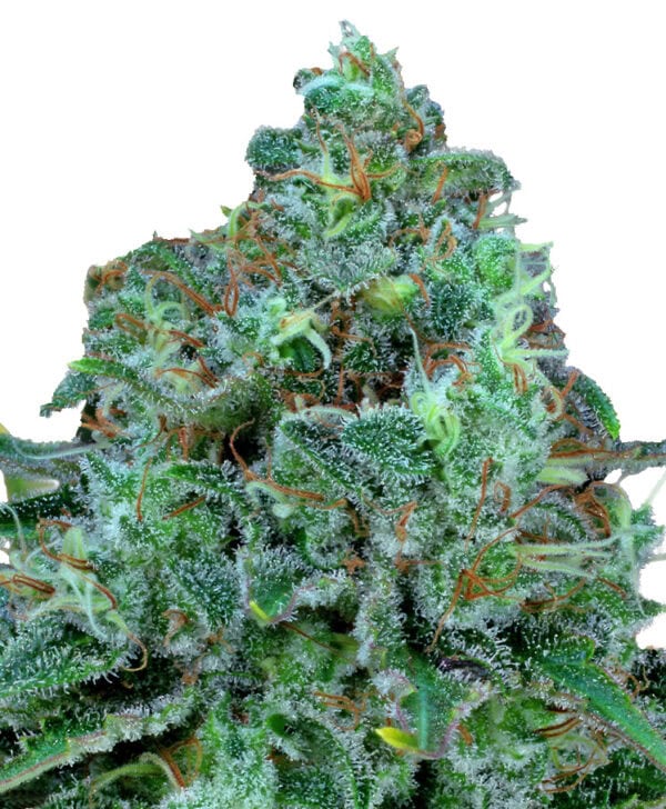 Critical Kush Feminised