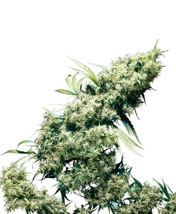 Jamaican Pearl Feminised Seeds