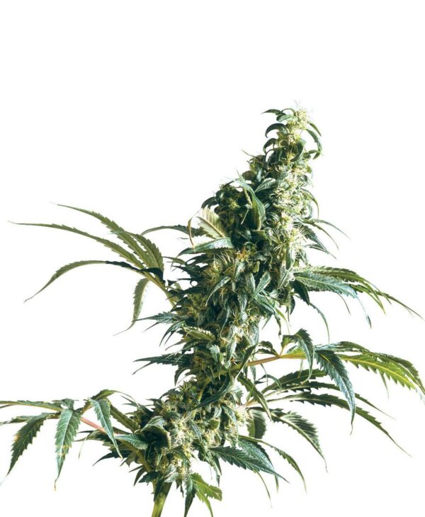 Mexican Sativa Feminised Seeds