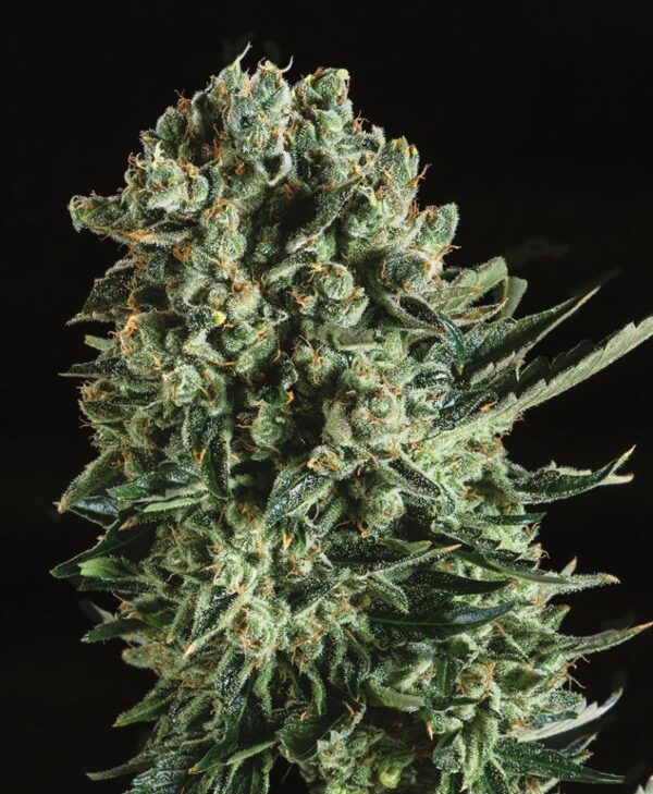 Queen Mother x SCBDX Feminised Seeds