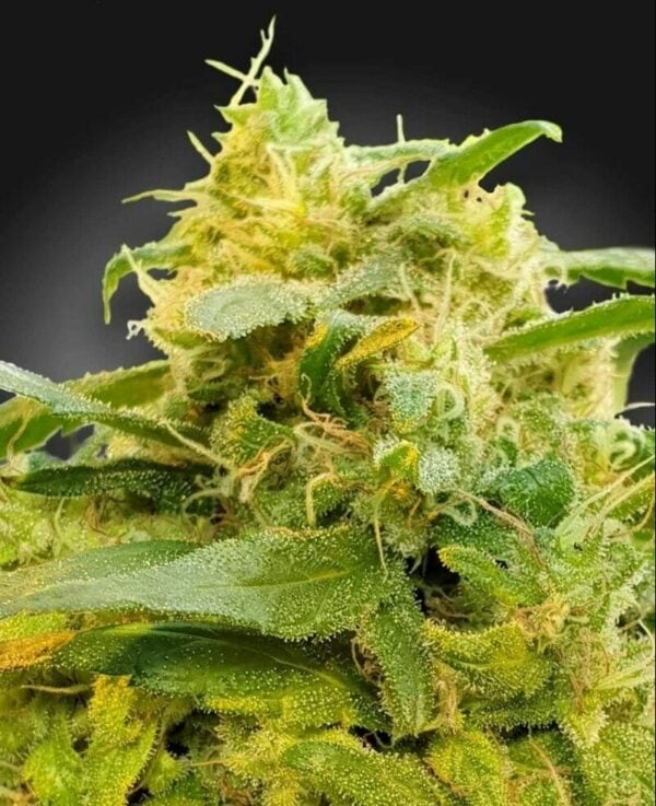 Divine CBD Feminised Seeds
