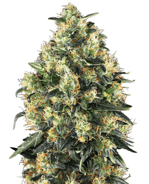 Super Skunk Autoflowering Feminised by Sensi Seeds