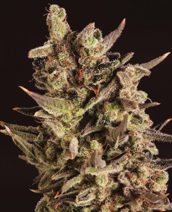 Blueberry Headband x SCBDX Feminised Seeds