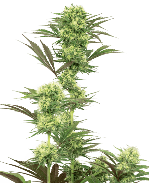 Guava Jelly Feminised Cannabis Seeds by White Label Seed Company