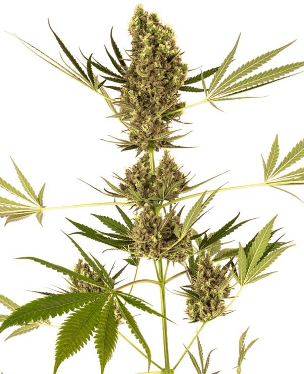 Alpine Delight CBD 30:1 Auto Feminised Cannabis Seeds by Sensi Seeds