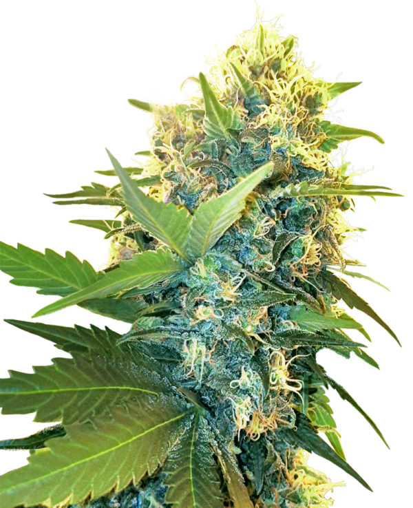 Double Kush Cake Feminised Cannabis Seeds by Sensi Seeds Research