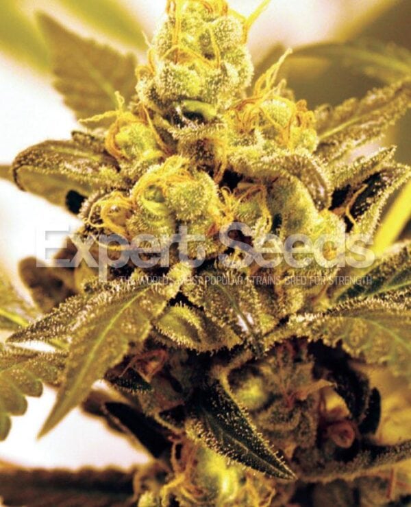Fruit Salad Feminised Seeds