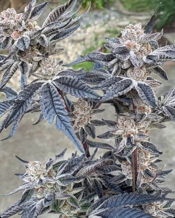 Smac Town Regular Cannabis Seeds by Purple City Genetics