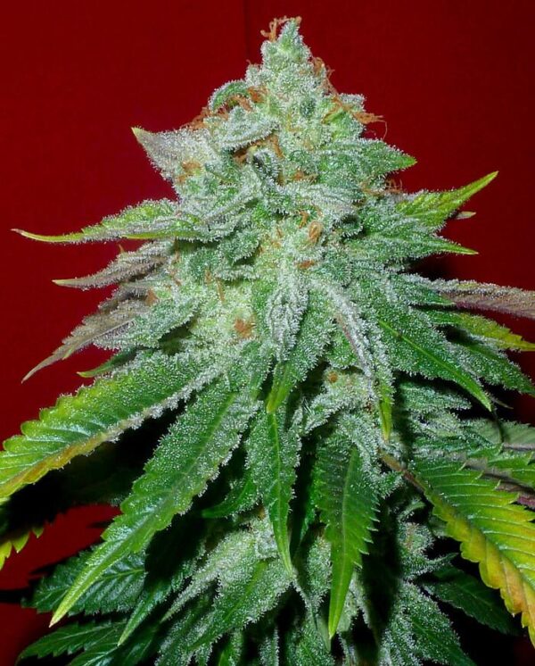 Starlet Kush Regular Seeds - 10