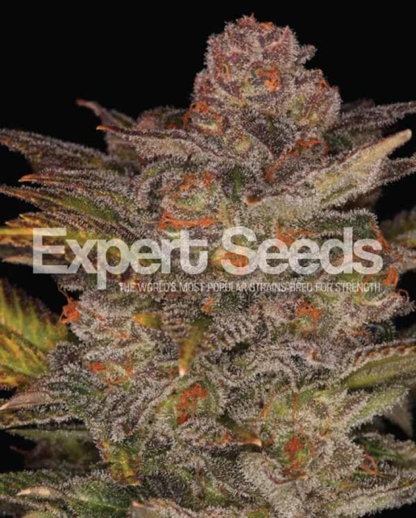Glueberry Auto Feminised Seeds