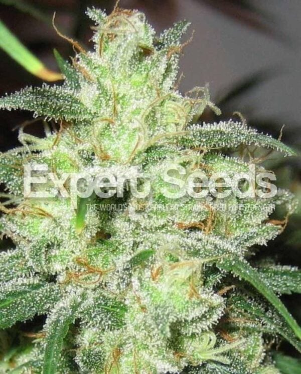 Gorilla Glue #4 x Cheese Feminised Seeds