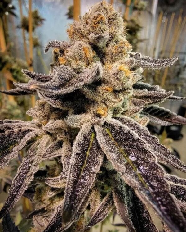 Black Rainbow Sherbert Ltd. Edition Regular Seeds