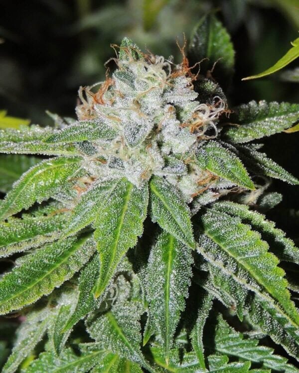 KarmaRado OG Regular Seeds - 12
