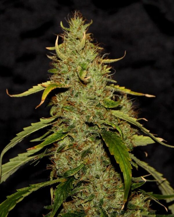 PH CBD Regular Seeds - 5
