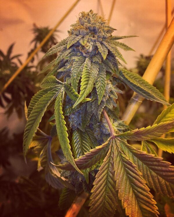 Triangle Glue #4 Feminised Seeds - 5