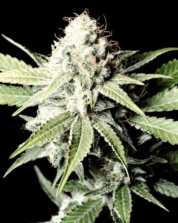 Great White Shark Feminised Seeds - Image 2