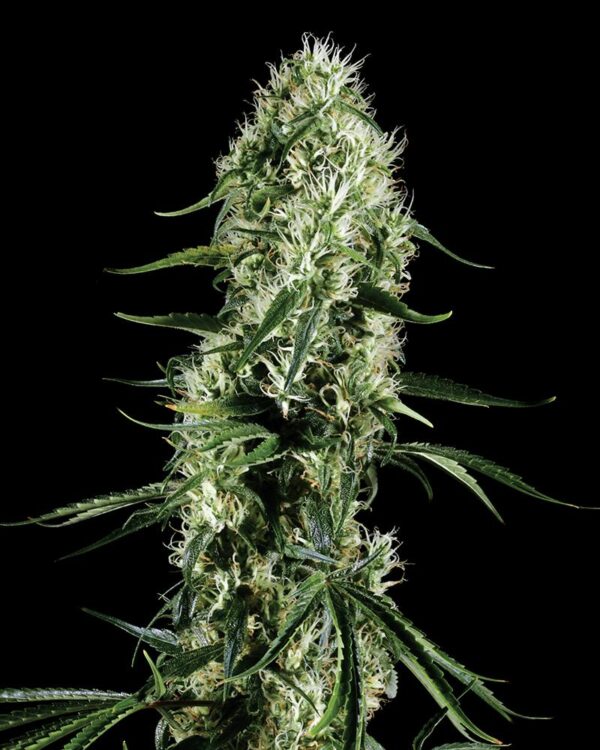 Super Silver Haze Feminised Seeds - Image 2