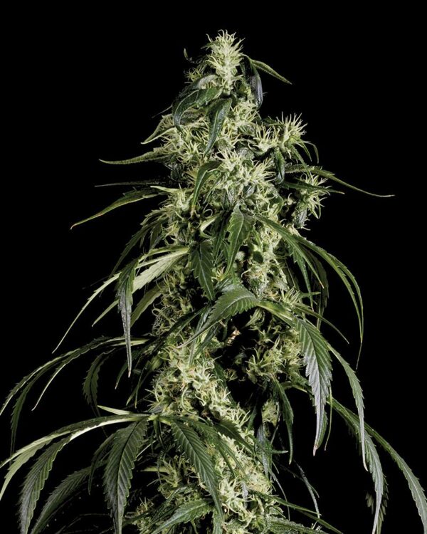 Arjan's Haze #1 Feminised Seeds - Image 2