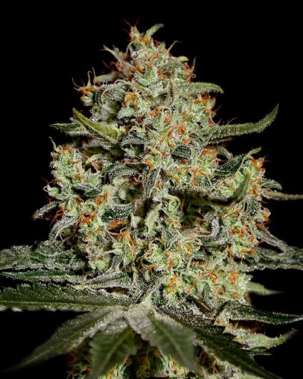 Big Bang Feminised Seeds - Image 2