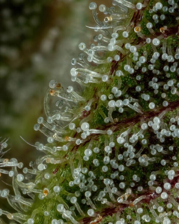Don Carlos Regular Cannabis Seeds by Humboldt Seed Co.