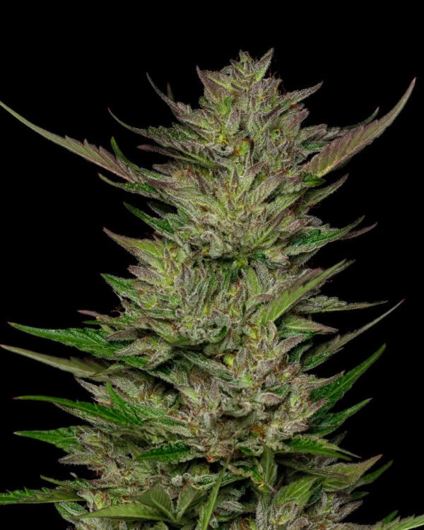 Don Carlos Regular Cannabis Seeds by Humboldt Seed Co.