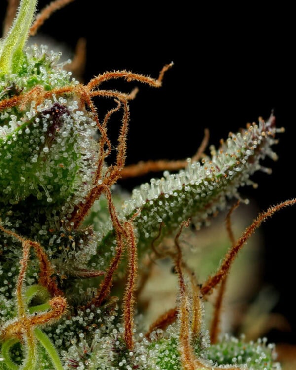 Strawberry Cheesecake Regular Cannabis Seeds by Humboldt Seed Co.